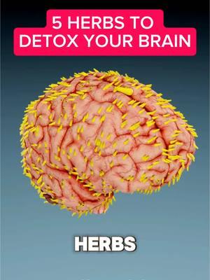 5 HERBS TO DETOX YOUR BRAIN. #detox #brains #herbs #usa🇺🇸 #usa_tiktok #usatiktok #blueberry 