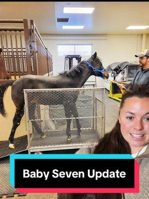 Baby Seven Update!🐴 #preemiestrong #prematurefoal #babyseven #foalsof2024 