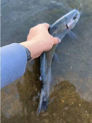 snacks, beer & bait in socal 🎣✨ #girlswhofish #rainbowtrout #socal #fishing #lakefishing #date 