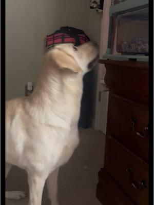 Brought my class pet, Gus Gus, home for winter break. I kept his cage locked in the bedroom and Hunny has been waiting for this moment. #curiousdog #dog #dogsotiktok #dogs #labrador #yellowlab #yellowlabrador #yellowlabsoftiktok 