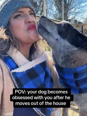 He lives with dogdad now ❤️ Matching scarves from Luna Rayz on Etsy #dogtok #heelers #heelerdogs #cattledog #dogsoftiktok #heelersoftiktok #heelertok #velcrodog 