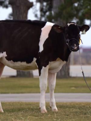 This Flashy granddaughter of Footloose sells January 15, 2025! Lot #12 in the Hammertime in Paradise Sale.  Housed at Heritage Holsteins, Whitewater, Wisconsin.   Contact us if you want to come take a look at this heifer prior to the sale! #dairyfarm #farmtok #cowtok #livestockgenetics #farmlife #cattleclub #cattleshow #holstein #dairygenetics #dairyshow 