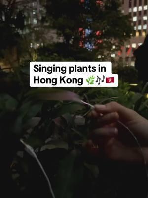 Craving a peaceful life in nature? With PlantWave, a single plant can create a living symphony, offering peace in even the busiest environment. The song of nature is calling for you. Tune in with PlantWave and unlock a window into the secret life of plants.  Get PlantWave today from our TikTok shop.  #plantwave #plantmusic #hongkong #naturevibes #peace #outdoorislife #fyp #foryoupage #peaceful #theartofnoticing #littlethings #naturecore #naturelife  #naturetok #travel 