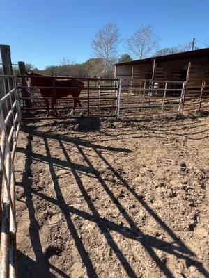 Chores are easier in the sand. #farm #cleaningstalls #asmr #chores #cleaning #barntok #farmtok #horses 