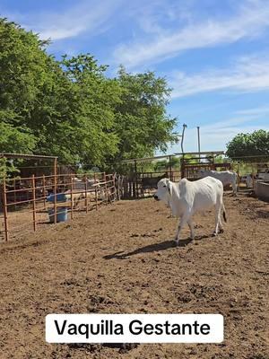 #vaquita #vaca #gestante #nayarit #rancho 