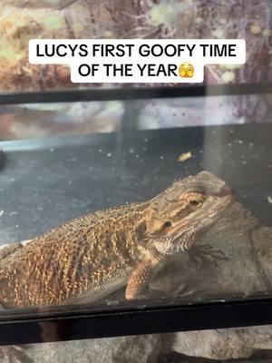 My girls!!!😮‍💨 #reptile #reptilemom #beardeddragon #beardeddragonsoftiktok #beardeddragons #mypets #livszoo #lizardsoftiktok #lizard #mylizard #lizardtanksetup #fyp #foryou #enjoy #mydragon #lucythedragon #pettok  #cutelizard #mydragon #fyp #foryou #lizardthings #beardy #reptiles #beardythings #enclosure #feedingpets  #cutepets #pettok #lizardfeeding #dragon #petdragon #bugs #cuteanimals #cutepets 