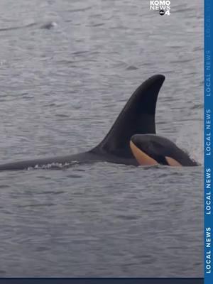 Whale researchers in the Pacific Northwest reported a day of extreme highs and lows on the last day of 2024. On the low side, they learned that a Southern Resident Killer Whale calf, J61 died. Just a week earlier, researchers had proudly announced this new member of J pod, delivered by J35, Tahlequah. She is the whale who carried the body of her deceased calf for 17 days, traveling 1,000 miles, back in 2018. “To be back in that same position again it’s just truly traumatic for all of us, including the whale,” Brad Hanson, Research Scientist with NOAA Fisheries Northwest Fisheries Science Center told KOMO. According to the National Atmospheric and Oceanic Administration, J61 was born on Dec. 24. And now, on Jan.1, 2025, she again has been seen carrying the body of her deceased calf (J61) with her, according to the Center for Whale Research. 🔗 in bio for the full story. #komo #komo4 #komonews #komo4news #seattle #washington #orca #orcas #killerwhale #killerwhales #whale #whales #sad #sadanimal #animals #pugetsound #cwr #4u #fyp #foryou #foryoupage #foryourpage