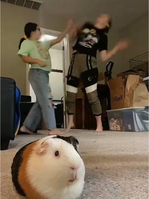 Found the origin video to my #getonthegroundlike trend! I originally did this,  then when this sound was taken away, I decided to do the same thing to the”get on the ground like”sound, and then everything took off 🤪 ##onthisday##jerseyvirago##getonthegroundlike##getontheground##guineapig