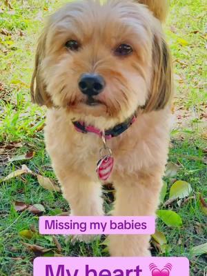 Missing my sweet Daisy and Lily🥺😢😫😭#tibetanterrier#snorkie#overtherainbow#doggo#missing#furbabies#sweetangels🦋#missingyou#fyp#fyi#foryoupage#🥺#myheart 