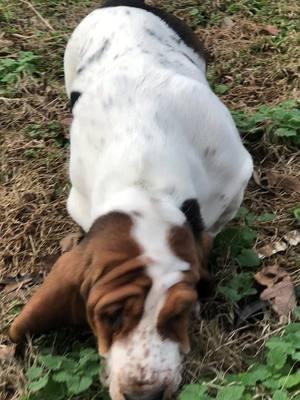 #basset #bassetpuppylife #bassetpuppy #cutepuppy #pupp #hounddog #hushpuppies #longearsoftiktok 