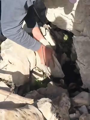 Hiking family rescues mountain goat from rock crevice #Hiking #rescue #rescues #mountain #goat🐐 #animalsoftiktok #animal #usa🇺🇸 #fyp #foryoupage❤️❤️ #foru 