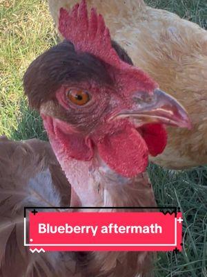 My safety is measured by the amount of blueberries I have  - - - #ethel #etheltok #ethelthechicken #motherhood #motherhoodjourney #chicken #chickens #chickensoftiktok #fyp #cute #sad #interesting #education #educational #learn #farmanimals #farm #share #cuteanimals #broody #broodyhen #hatching #hatchingeggs #hatchday  #incubator #chickentok #share #like #comment #joke #comedy #laugh #probsbitching  