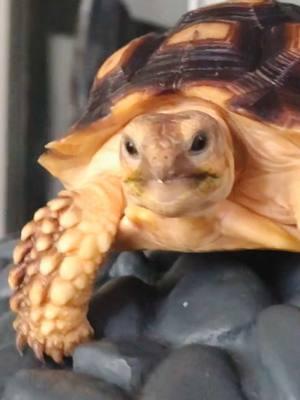 Misdiagnosis? You be the judge…. #tortoise #turtle #reptile #sulcata #sulcatatortoise #reptiles #tortoises #aww #kurakura #tortoiselife #funnyanimals #kurakuradarat #turtles #tortoiselove #pet #tortoiselover #pardalis #theovon #funnyvideos #whatever #funnyposts #funnypets #pets #animals #torto #toocute #odd #sulcatalover #lol 