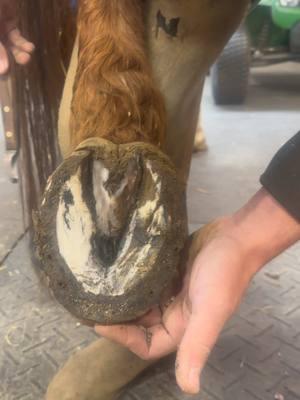 #farrier #fyp #hoofcare #asmr #tiktokfarrier #oddlysatisfying #satisfying #horse #tiktokhorseshoer #hoofcleaning #thrush 