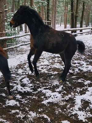 Banks pleads the fifth... he is a tiny terror and Teeter handles his bs so well!!  #cooperalan #banks #teeter #studcolt #filly #stud #colt #naughty #shenaningans #baby #AQHA 