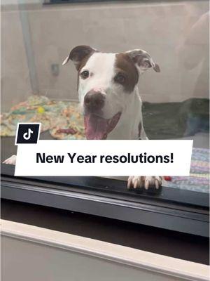 New Year, New Resolutions! 🎉  Help them achieve their goals—adopt, foster, or donate today!🧡 #ShelterPets #NewYearNewHome  #AdoptDontShop #AnimalShelter #PetAdoption #FosterPets #ShelterAnimals #DogRescue #CatRescue 