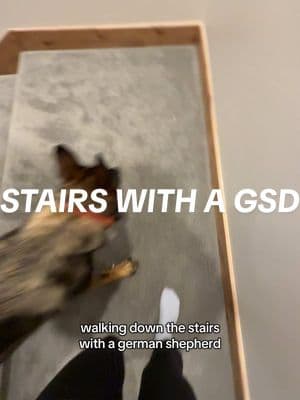 walking down the stairs with a german shepherd 😅😅 #stairs #germanshepherd #gsdoftiktok #gsd #dogsounds #fypシ 