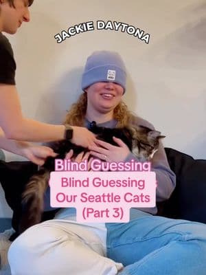 GUESSING KITTIES: Recently Adopted Edition! 💖 These three have now found furever homes but we just tryna figure out who they ARE 😤 #nekocatcafe #catcafe #seattle #seattlewashington #neko #cafecat #silly #guessinggame #cats #catsoftiktok #bellingham #bellinghamwa #cattok #washingtonstate 