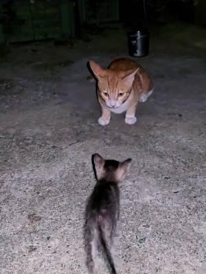 Part 53 | Why do big cat do that to kittens 😭😭 #kitten #kittensoftiktok #cat #catsoftiktok #funnycat #funnypets #funnyvideo #funnyanimals #lol #🤣🤣🤣 