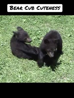 An uplifting video of two bear cubs playing together! #foryou #bear #cub #playing #smiles #cute #furry #Love #country #babies #mountains #wildlife #teddybear #animals 