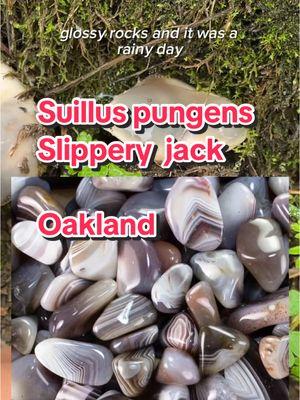 Justice for slimy foods!!! I swear people are gatekeeping how tasty this mushroom is. I have one book that says the taste is “slightly unpleasant” and though everyone is entitled to their own tastes and preferences, i respectfully disagree. It tasted very floral to me.  I refused to peel off the slimy cap of Suillus pungens but if you must, that will probably make it a lot less slimy when cooking.  I love these cheeky little slimy friends! Slippery jacks can come in a variety of colors: olive to gray to rusty brown to red and yellow, sometimes blending. They do look like glossy little rocks from afar. they have small little pores and sometimes you can see little creamy droplets come out of them.  I hope to find more to share with my mom #mushroomforaging #foraging #urbanforaging #bayarea  Nails from @Heyhae Gel Nail Strips i bought them and i love them and they look so great with the slippery jacks 