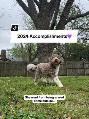 I guess these are actually her accomplishment’s but they make me just as happy ❤️  #dog #rescuedog #learningtodog #2024accomplishments #2024 #whatididthisyear #cutedogs #fyp 