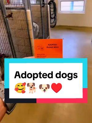 wholesome adopting reactions of dog #adopting a dog #to adopt a dog part 2 #dog part 2 #with dog part 2 #dogs realizing they are being adopted #dogadoption #rescue dogs #dog rescue #poor dog #dogs #fyp #viraldogs #dog lover #trendingvideo 