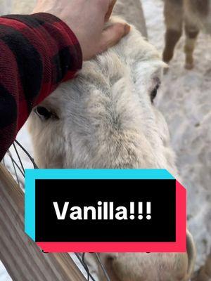 Vanilla LOVES treats!!!!   #fluffyfeatherfarm #donkey #minidonkey #treattime #feedingtreats #nomnom  Website: https://fluffyfeatherfarm.com Merchandise: https://fluffyfeatherfarm.square.site