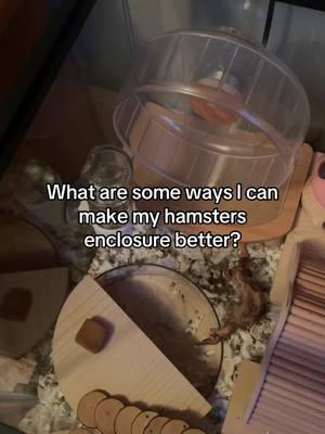 I’m planning on deep cleaning Aspen’s cage soon and I need some ideas to make his cage more enriching. I want to change his setup and add more things. I can make a video of everything I have that I can add to his enclosure. #hamster #hamstercare #propercare #properhamstercare #aspenthehamster #smallanimals #fyp #foryou