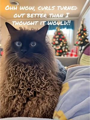 lol funny curls on my cat! #siamesecat #funnypetvideos #viralvideo #aicatsoftiktok  #CapCut 