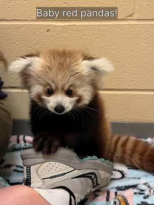 What’s cuter than red pandas? Baby red pandas! #fyp #fypage #redpanda #redpandas #redpandasofinstagram  #conservation #animals #panda #pandas #pandasofinstagram #lesserpanda #lesserpandas #butnotreallylesser #originalpanda #wildlifephotography #zoo #zoos #zoopics #animals #animalpics #zoophotography #animalphotography #red #redpandanation #redpandalove #babyanimals 