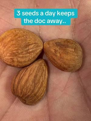 Many people start with just 3 to 5 a day! Apricot seeds are packed with healthy nutrients that gives our body the tools and building blocks it needs to stay healthy.. next month will be my one year anniversary of enjoying these apricot seeds 😬 #apricot #seeds #nutrition #nutrients #nutrientdense #food #superfood #health #healing #HealingJourney #fyp 