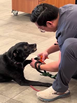 when your coworker finds a unique way to trim their unhinged dog's nails #vetmed #vettech #vetnurse #vettok #fyp #veterinaryemergencygroup #fearfree #colorado #wicked 