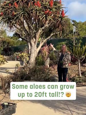 Aloe come in all kinds of shapes and sizes! Come along with Brandi as she takes us on an educational tour of some of the aloe plants found in our Desert Garden🌿 #aloe #horticulture #desertgarden #plantsmakepeoplehappy #SanDiegoBotanicGarden #SDBG