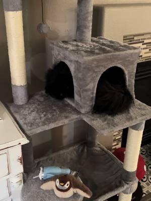 Our new cat tree!!  #cat #catsoftiktok #happynewyear #fluffycat #blackcatsoftiktok #persiancatsoftiktok #persiancat #cattree #pawzroad #comfycat #wynnthepersian 