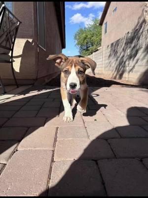 🎉🐾 Start 2025 with Benny – Your Ultimate Cuddle Buddy! 🐾🎉 Hi, I’m Benny! I’m part of the “Final Fantasy” litter, a Husky/Shepherd mix born on July 27, 2024. I’m a fun-loving, affectionate pup who’s ready to fill your New Year with endless cuddles and playful energy. ❤️ ✨ Why Benny is Your Perfect Match: 🐶 I LOVE playing fetch and am a pro at bringing the ball back (seriously, I’m amazing at it). 🎉 Crate and potty trained—I even use bells on the door to let you know when I need to go out (slapping them is so fun!). 🐾 Great with other dogs and even cats (ask my pal Peter the cat—we had some hilarious playtimes together). 👶 I’ve grown up with kids, including a baby who got all the puppy kisses, and I’d be thrilled to join a family with little ones. I had a brief stay with a forever family, but my tiniest human brother turned out to be allergic. Now, I’m ready to find a home where I can run, play, and bring joy to everyone around me. ✨ What I’m Looking For: • A loving family who will play with me, snuggle me, and teach me new things. • A home with space to burn off my puppy energy. • Someone who will appreciate my smarts, my eagerness to please, and my endless love. Let’s make 2025 the best year yet—together! #lcdrBenny #lcdrfinalfantasylitter #CapCut #RescueDogs #SaveLives #fosterpuppies #Loveconnection #FureverHome #RescueLove #adoptdontshop #arizonarescue #lcdr #nonprofitdogrescue 