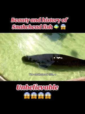 Beauty and history of Snakehead fish 🐠 😱 #creatorsearchinsights #snakeheadfish #aigeneratedvideo #viral #beauty #history #unitedstates #germony #switzerland #tiktokteamplzdontunderreviwemyvideos #tiktokteamplzviral #unfreeze #informativevideos #interstingvideo #unbelievable #tiktok #teamwork #fish #trending #fyp #foryou #tiktokteamplzviral 