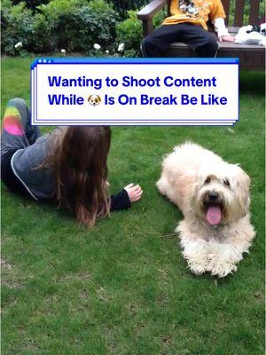 Trying to Shoot Content When the 🐶 STAR 🐶 is on Break Be Like… #wheatenterrier #dogsoftiktok #comedy #freecomedy #diva #puppy @Braedon @Riley olsen 