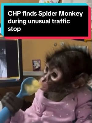 Officers with the California Highway Patrol made an unusual traffic stop in Madera County where they found a baby Spider Monkey. ⁠ ⁠ Tap the #linkinbio for details. #nbcla #MaderaCounty #CHP #SpiderMonkey 