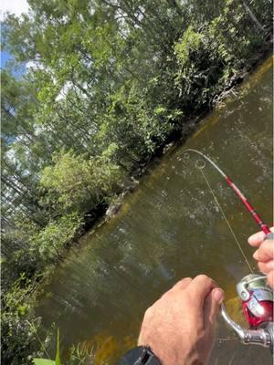 Micro-lite fishing in ❤️ of Everglades 🔥🎣  Oscar puts a fight like TUNA 😍  #oscar #oscarfish #cichlid #amazon #florida #fishing #globalfisherman #microlite #wild #nature