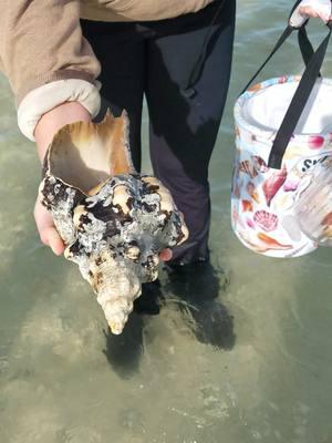 These negative low tides at Keewaydin have been 🔥🔥! Brand new collapsible SWFL Bucket Bags came in handy too! available in my web store: swflshellguide.com/shop  #florida #seashells #shelling #letsgoshelling #shelltour #shelltok #marcoisland #naplesfl #keewaydin #horseconch #bucketbag #shellmerch 