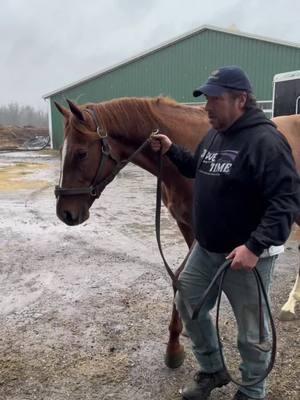 In Due Time is such a big boy.  He has the height the hip and the shoulder to help improve any mare. ##horse #horsesoftiktok #horseracing #horsetok #thoroughbredsoftiktok #equestrian #horses #stallionsoftiktok 