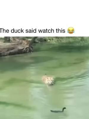 #duck #🦆 #bigcat #fyp #nature #wildlife #funnyvideo #waitforit #watchtillend #wholesome #wholesomeplottwist #lion #tiger #🐅 #🦁 #jokes 