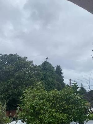 Turkey Vulture “ sunning “ itself outside our front door  #vulture #vultures #bigbird #birds #california #nature #birdwatching #ominous #wildlife #bird #afterthestorm #aftertherain #sunsalutation #sunning 