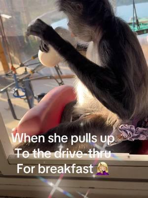 This girl has so much personality, I swear she is human☺️ excuse the tv in the background! #drivethrubreakfast #divagirl #fyp #thatmonkeylady #charlotteandminicoop 