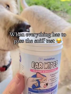 Sniff-approved ✅ Now that’s a clean ear transformation! #dogmom #snifftest #dogsoftiktok #poodlesoftiktok #poodles #fy #squishface #sillydogs #dogs #PetsOfTikTok  @AjaxandOdiebutt 