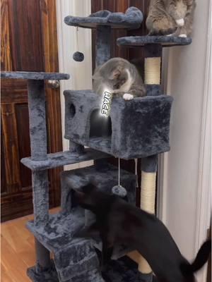 Consiente a tu bebe gatuno con esta hermosa torre, donde podran jugar a su antojo😻👌 #cattreetower #pettrove #TikTokShop #catslovers #amigofelino #noabandonesatumascota #adoptanocompres🐾 #castilloparagatos #torreparagatos #cat #pet 