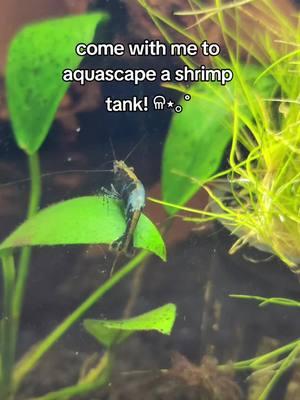 this is my first time truly aquascaping so lmk what you think ! #aquascape #shrimp #shrimptank #fyp #foryoupage #aquascaping #aquarium #freshwatershrimp #rainbowshrimp 