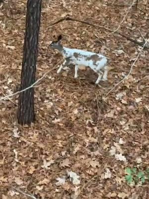 The coolest looking deer I have ever seen!! #Outdoors #deer #piebald #alabama #viral 