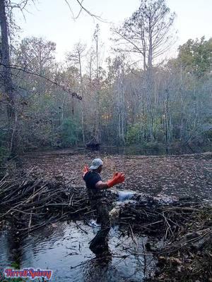 Watch The Leaves Flush Out! || Beaver Dam Removal!  #beaverdamremoval #beaverdam #downstreamculvert #damremoval #beavers #dam #drain #draining #water #nature #unclogging #creek #terrellspivey #fypシ゚ #foryoupageシ #foryou #viralreels #viralvideo #viralpost #foryoupageofficiall #fyp #fyppppppppppppppppppppppp #tiktok #tiktokreels #shorts #tiktokvideos #viraltiktokvideo 